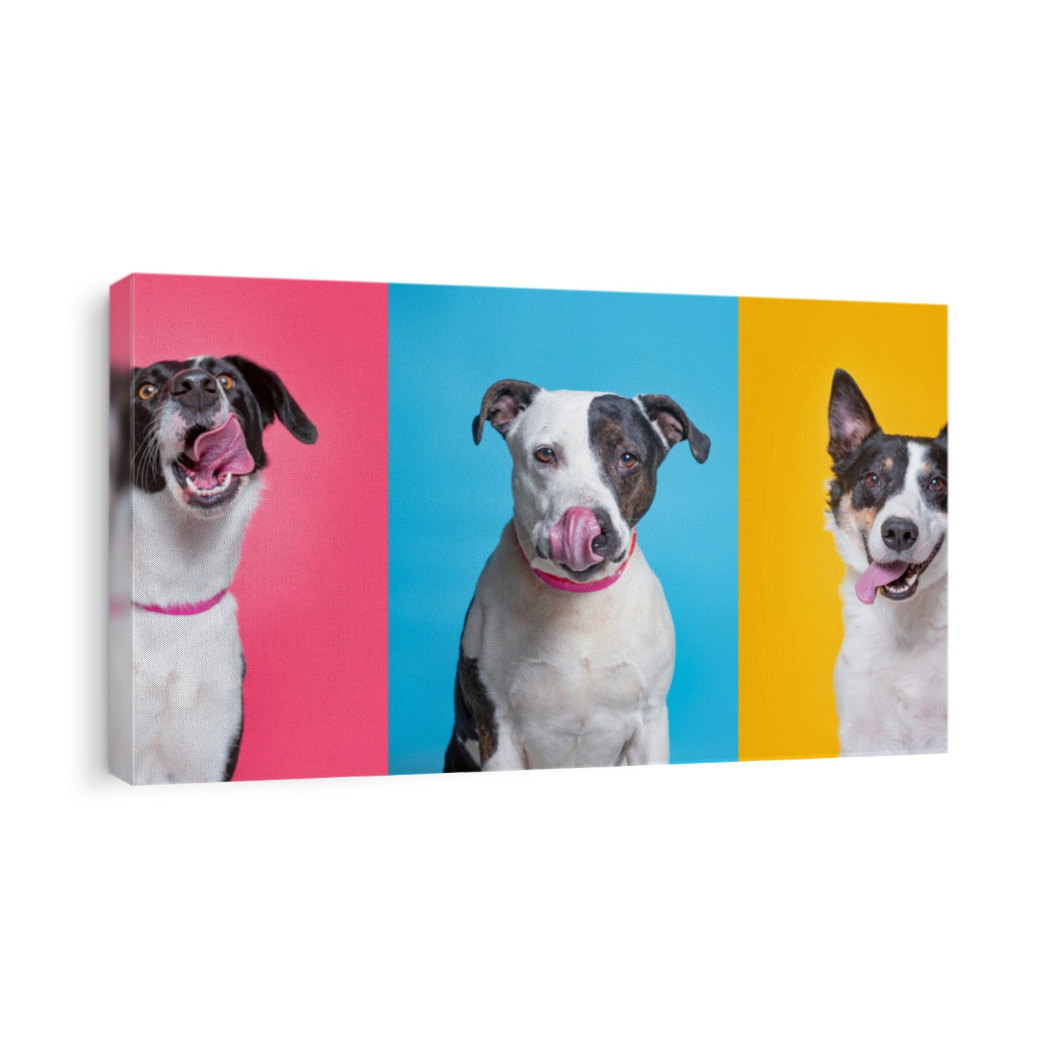 cute dogs studio shot on an isolated background