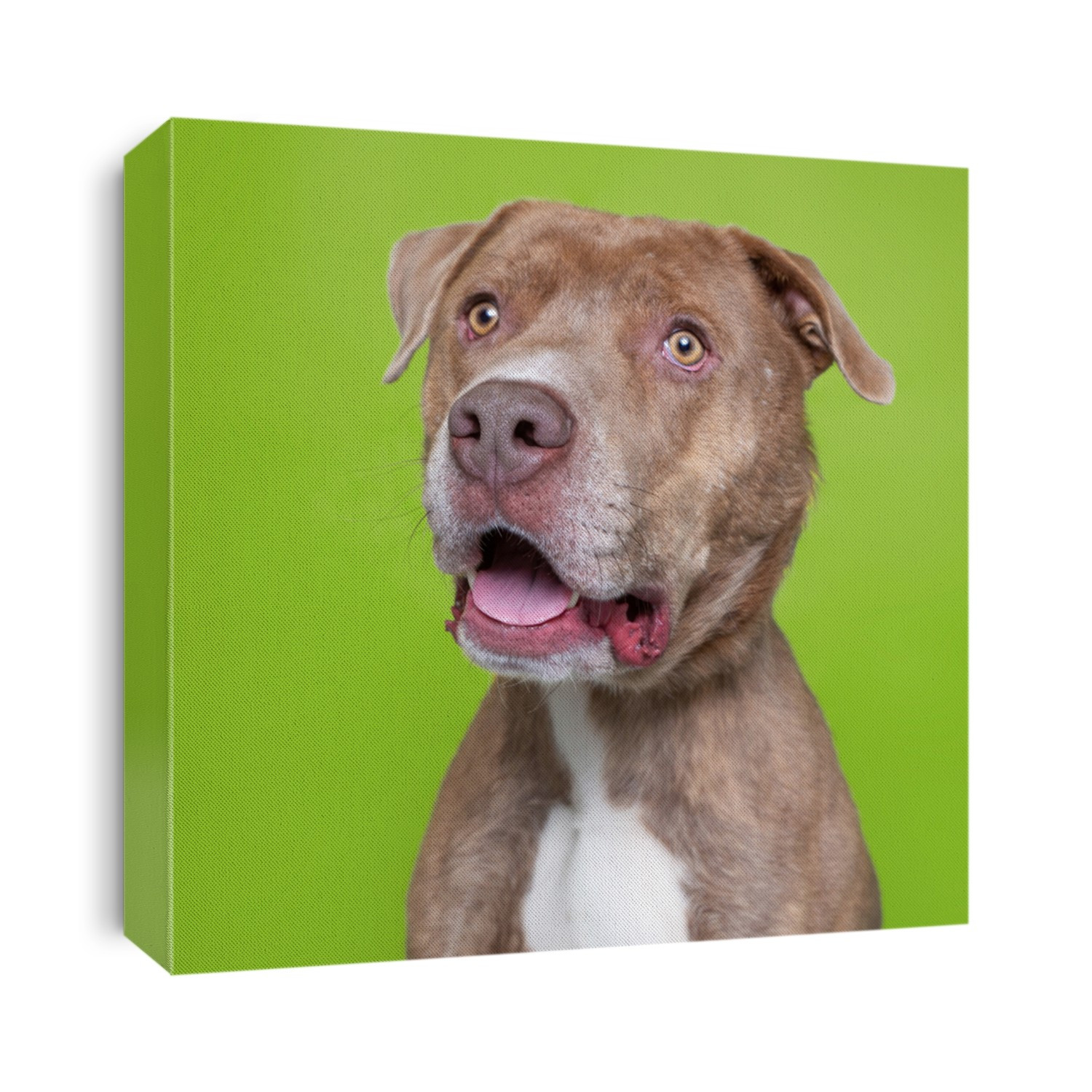 cute dog isolated on a colorful background in a studio shot