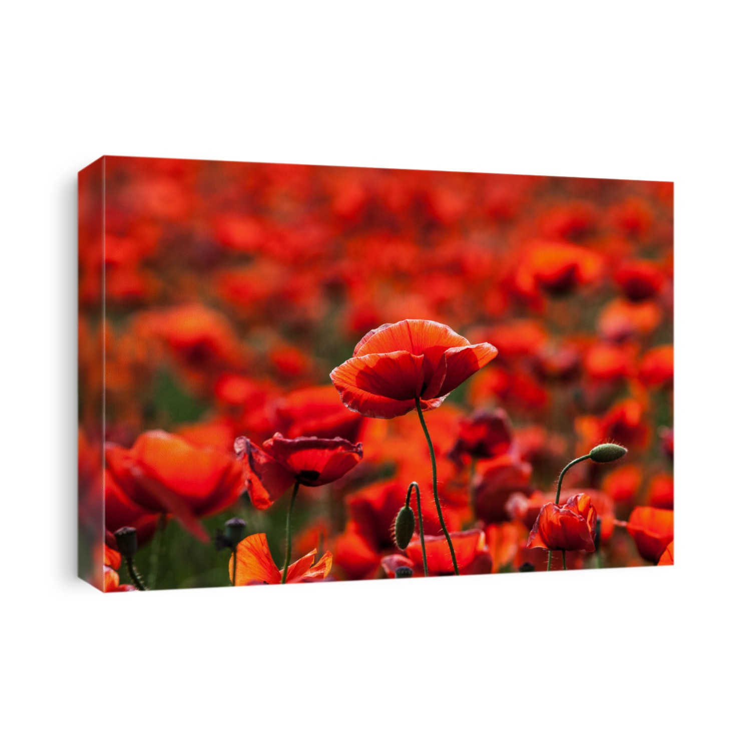 The huge field of red poppies flowers. Sun and clouds. View many of poppies and close-up