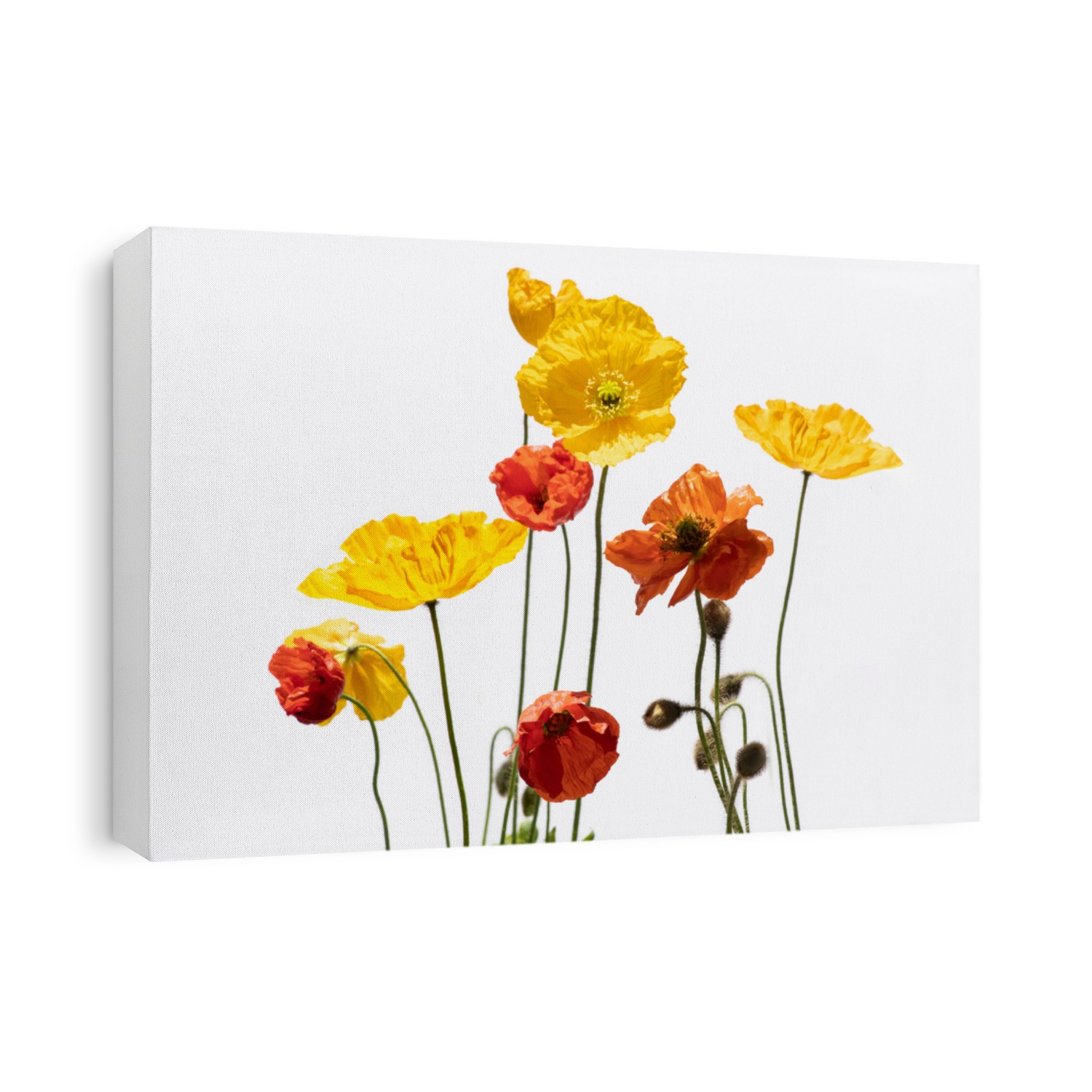 Colorful, red and yelow poppies on white background.