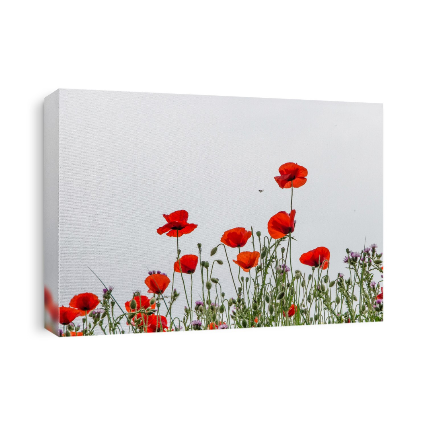 Poppies with white background .