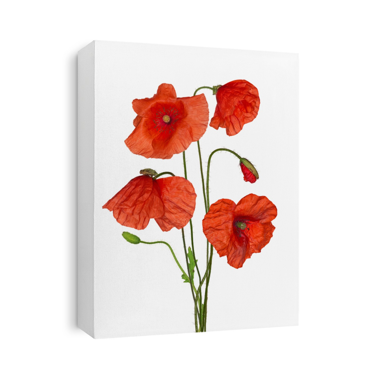 bunch of red poppy flowers isolated on white background