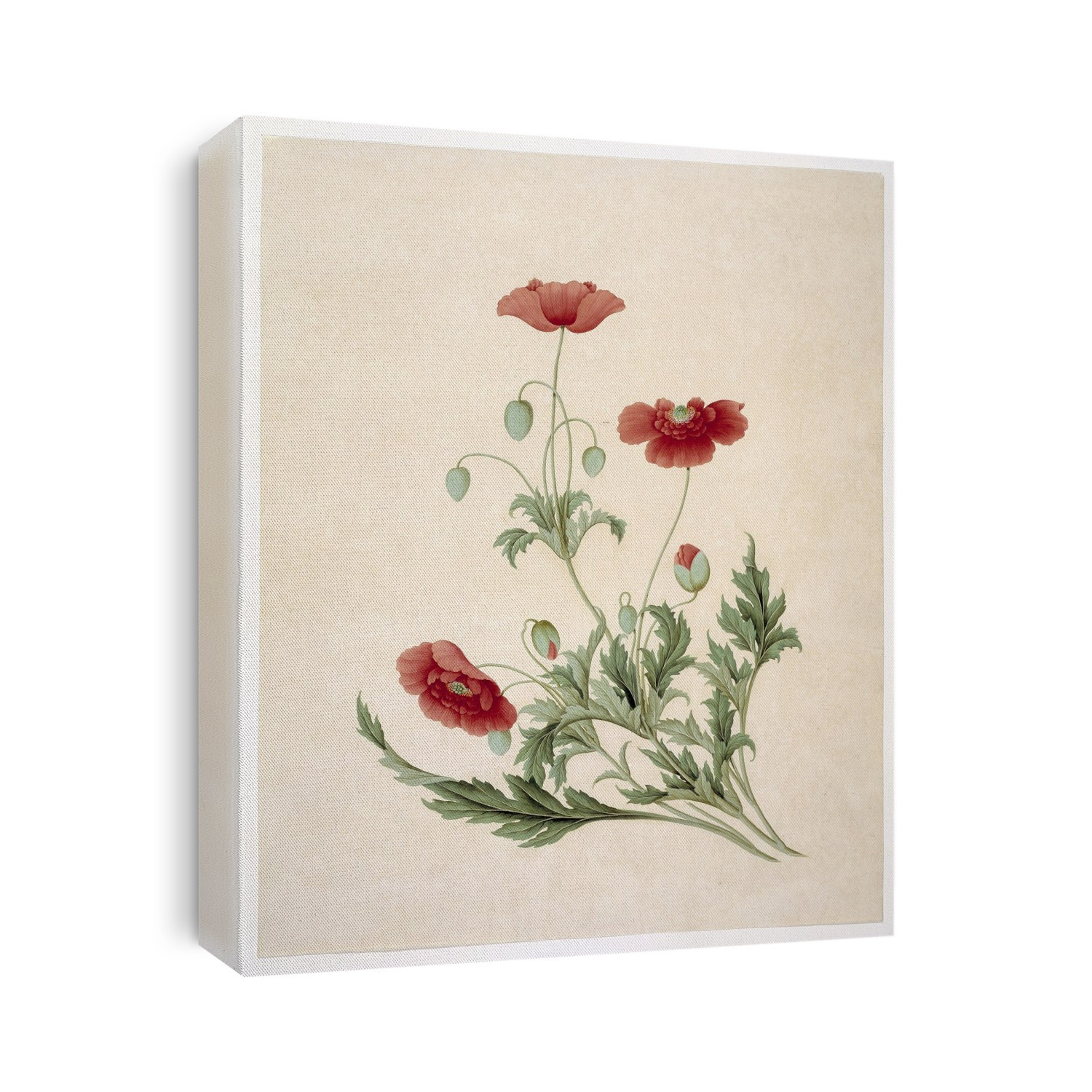 Papver sonniferum (field poppy), 19th-century artwork. This plant illustration is from the John Reeves Collection of botanical and zoological drawings from Canton, China. John Reeves (1774-1856) was a British naturalist and artist who travelled in China while working for the British East India Company. The drawings date from the period 1812 to 1831, and the collection is held at the Botany Library of the Natural History Museum, London, UK.