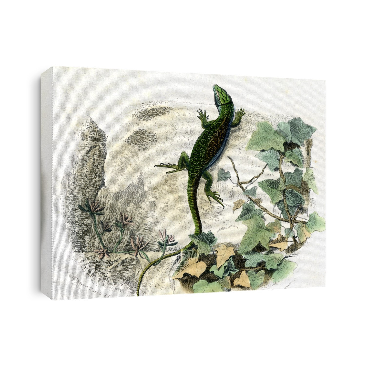 Ocellated lizard (Timon lepidus), 19th-century illustration. This artwork dates from 1857.