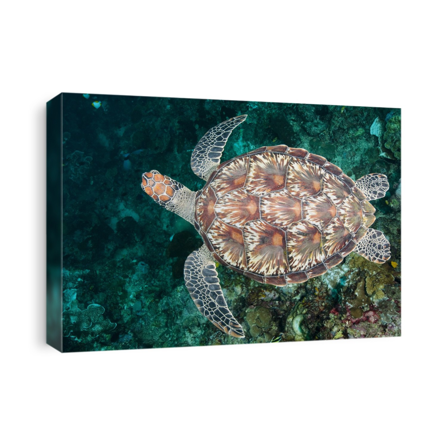 Green sea turtle swimming. Green sea turtles (Chelonia mydas) are found in warm tropical waters. They are herbivorous, eating algae and sea grasses, and can grow up to 1.5 metres in length. During the breeding season, these turtles will migrate thousands of miles to return to their hatching site. Photographed off Manado, North Sulawesi, Indonesia.