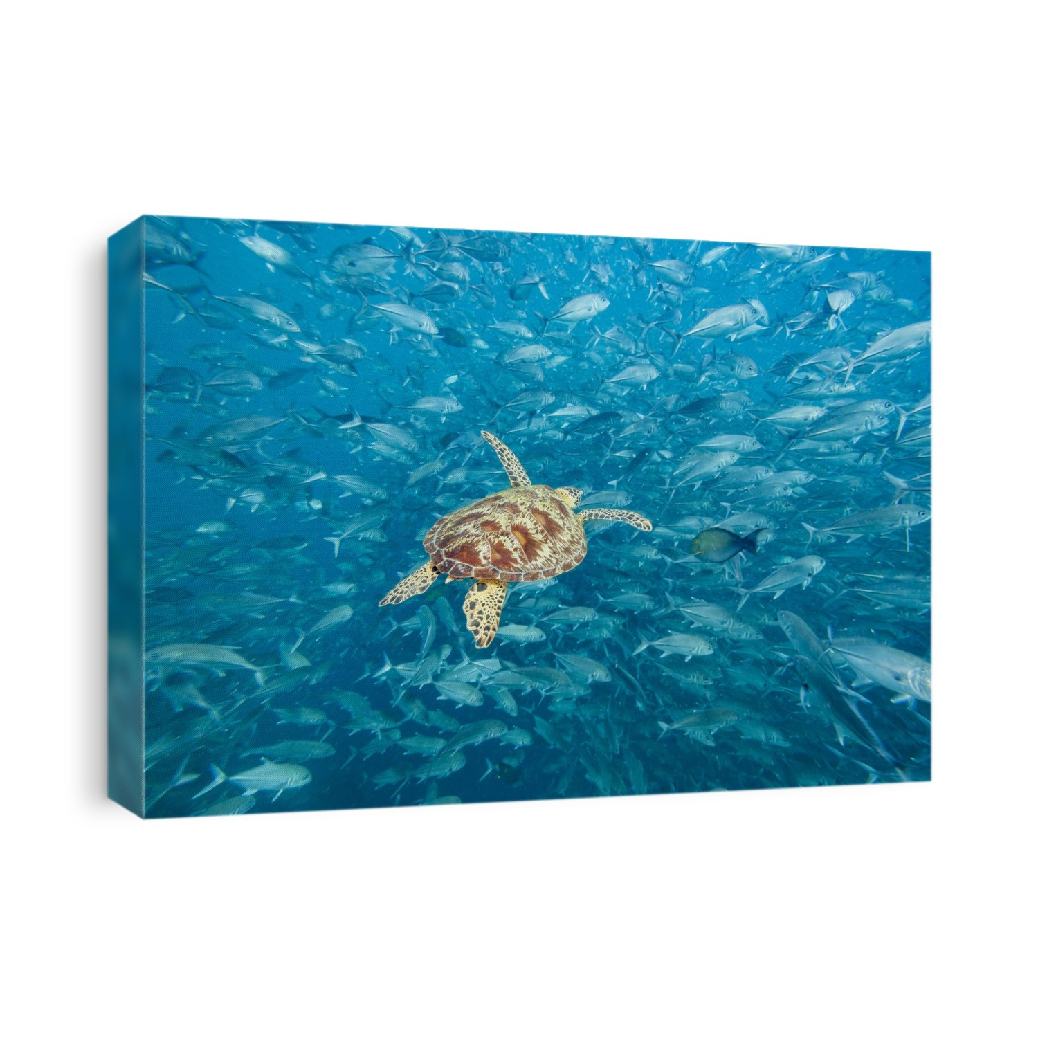 Female Green sea turtle (Chelonia mydas) and schooling Bigeye jacks (Caranx sexfasciatus); Sipidan Island, Malaysia