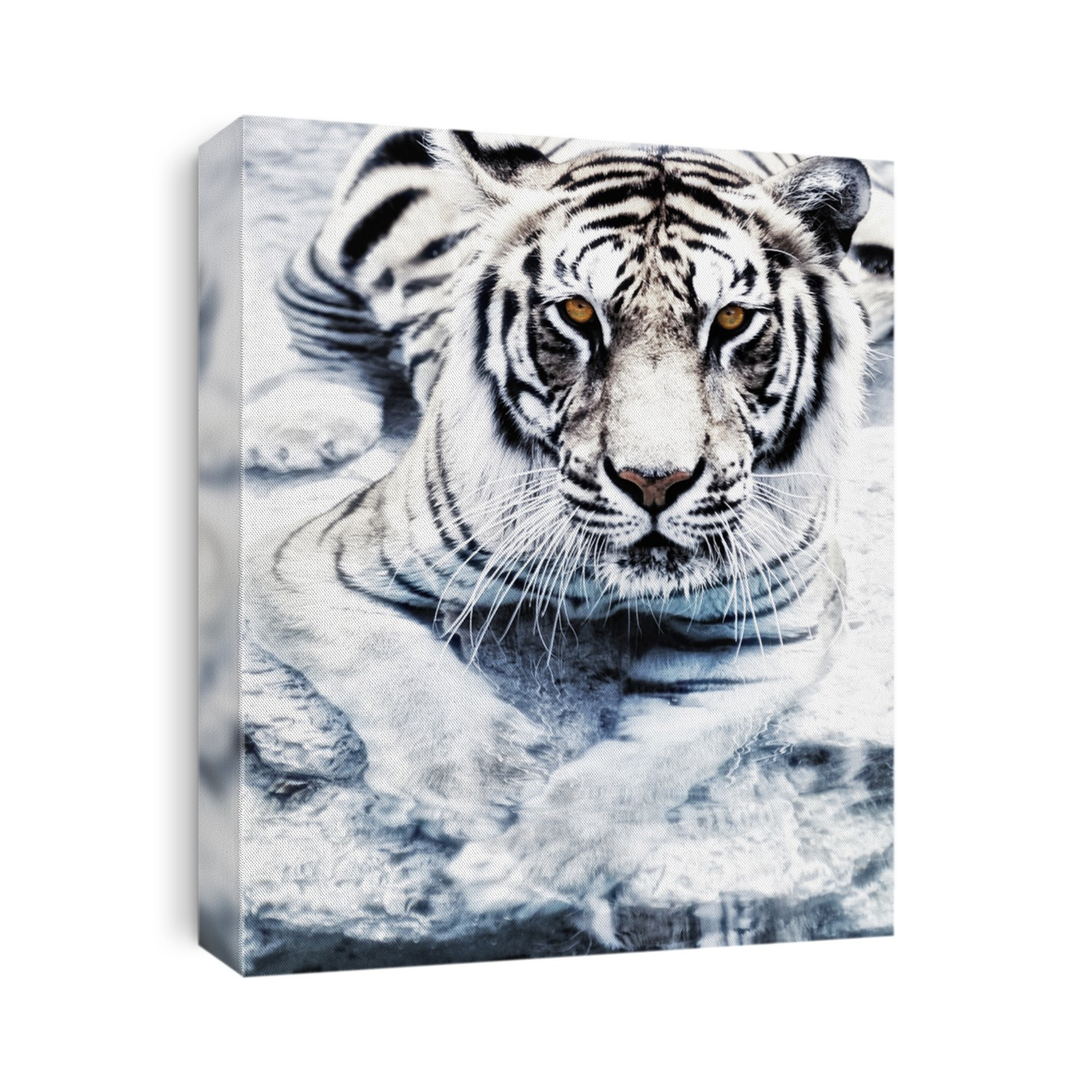 Picture of a silver tiger