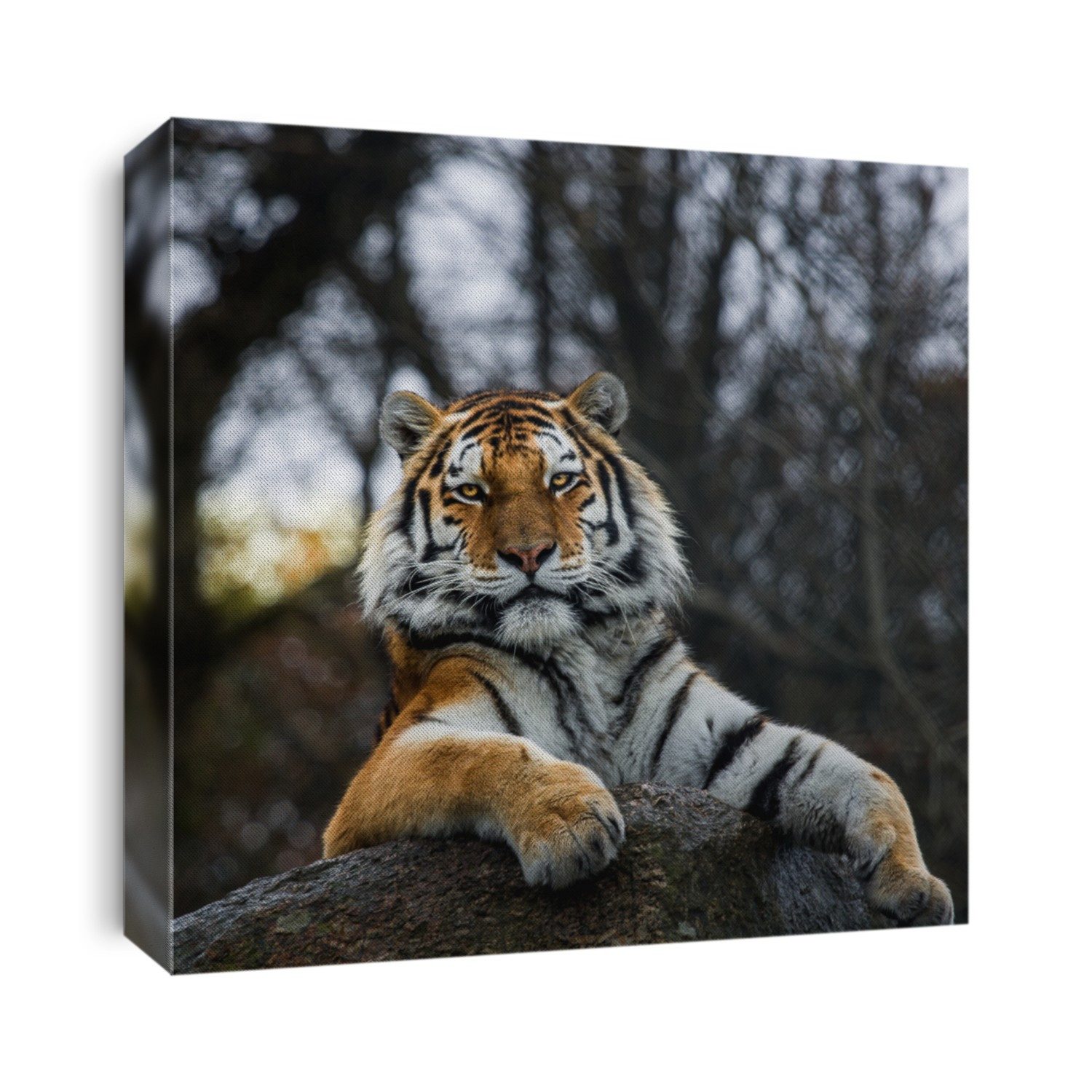 Amur Tiger Pose