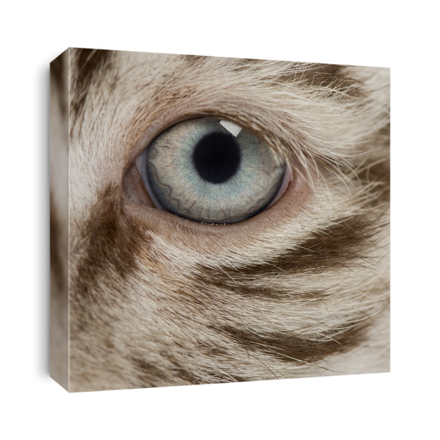 Macro of a White tiger cub eye (2 months old)