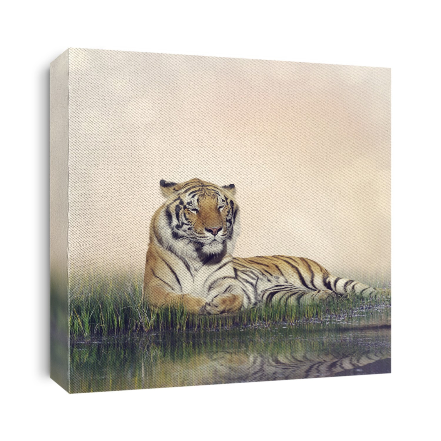 Tiger Resting Near a Pond