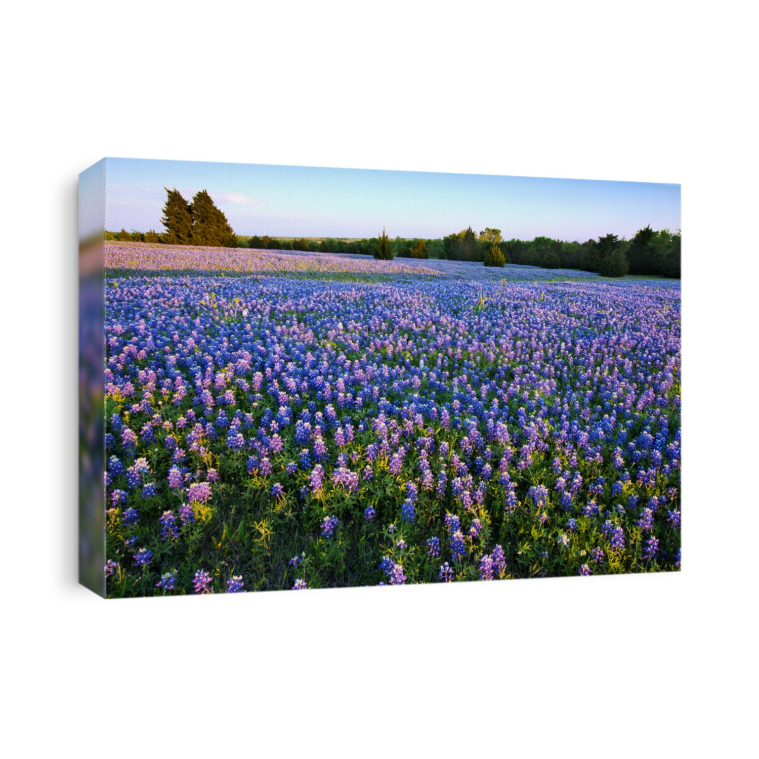Bluebonnet filled Meadow on the Ennis Bluebonnet Trail in Ellis County, Texas.