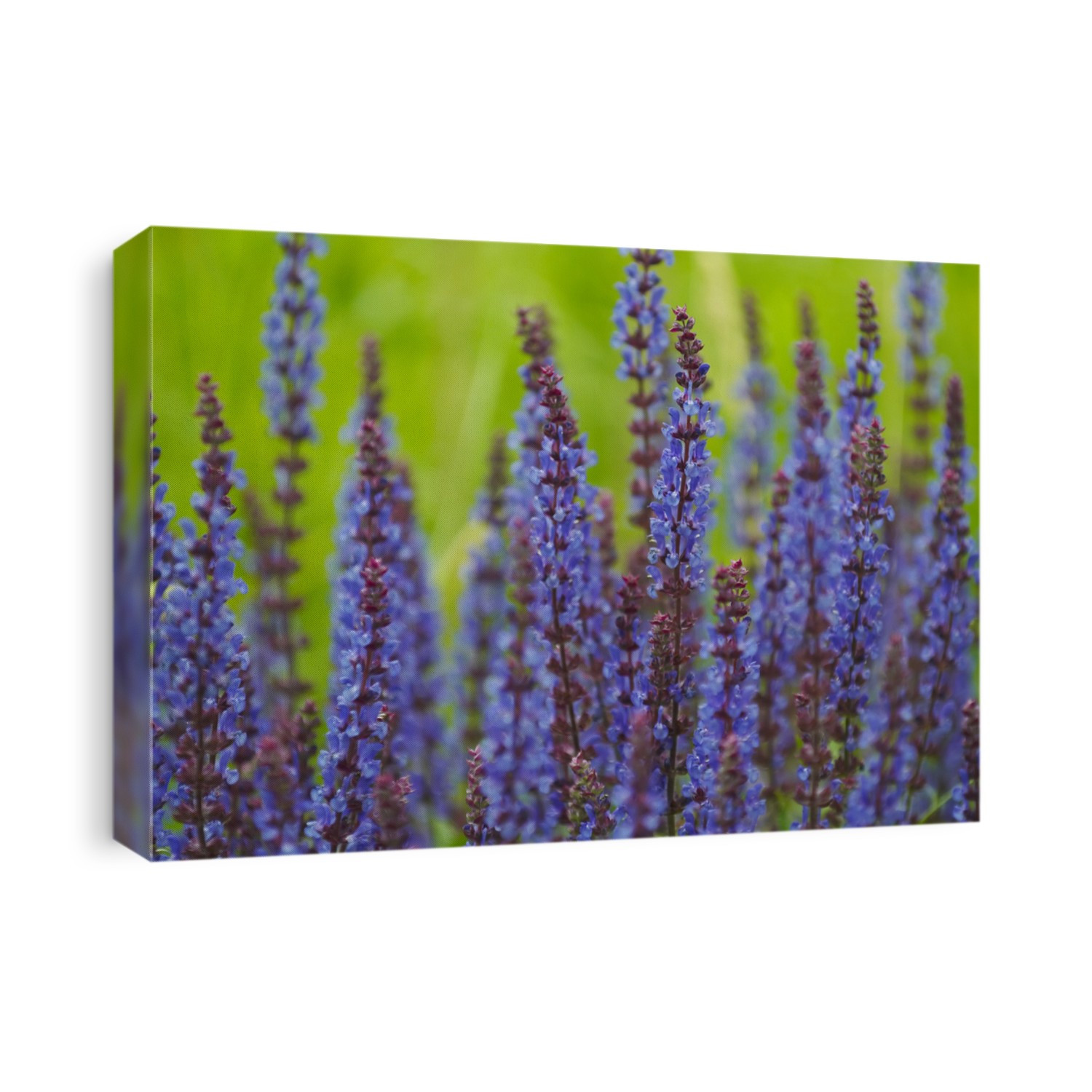 A lupine flower closeup in a field