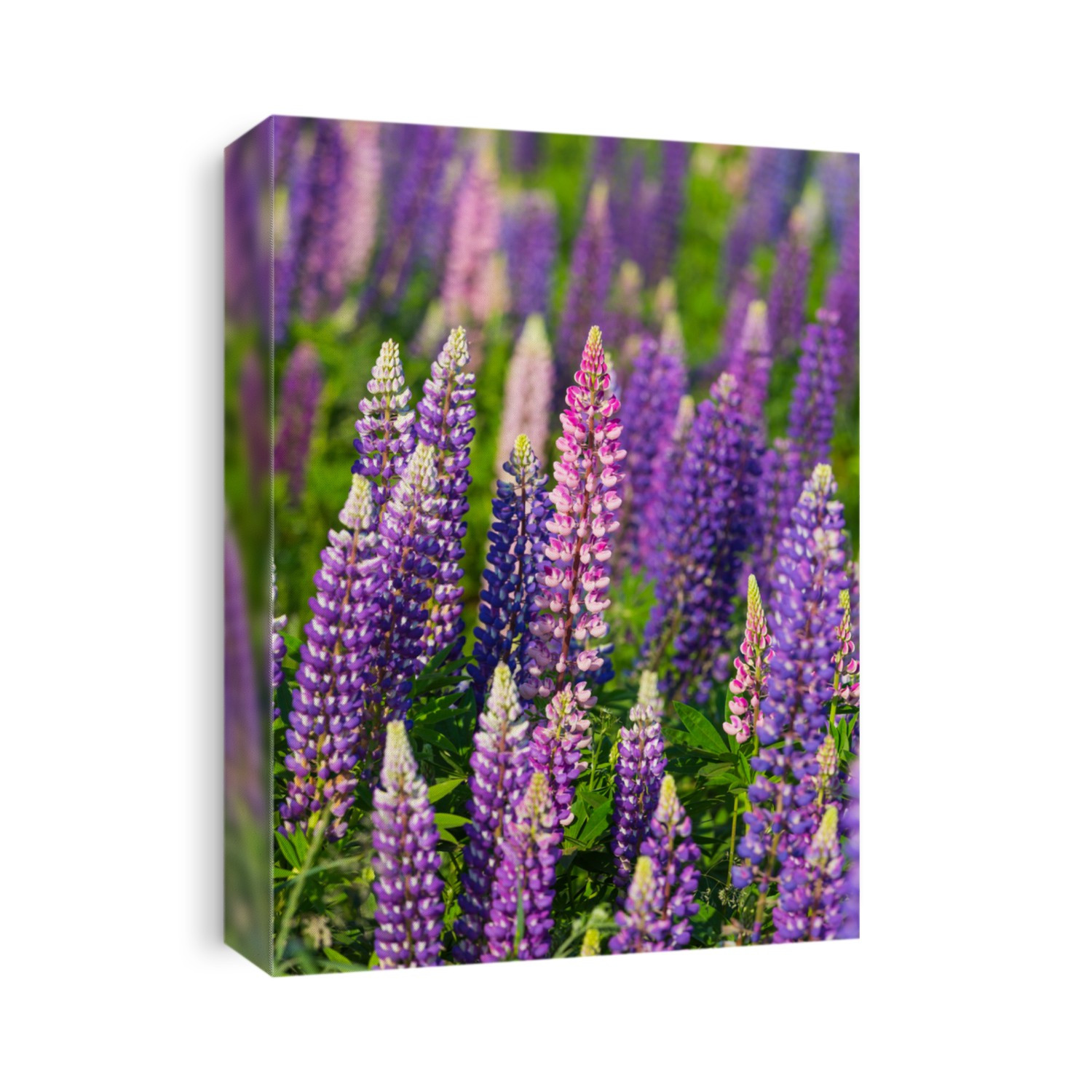 Lupins growing wild and flowering along the roadsides and streams or rural Prince Edward Island, Canada.