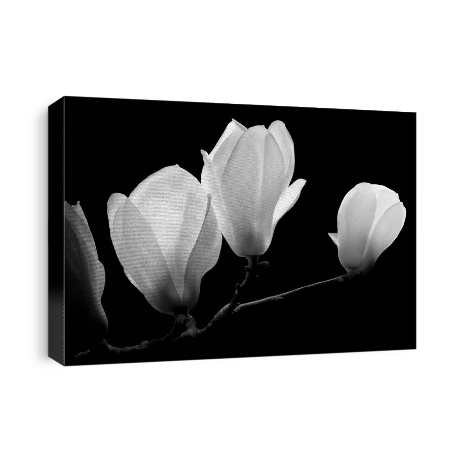 From the series 'White Flowers'