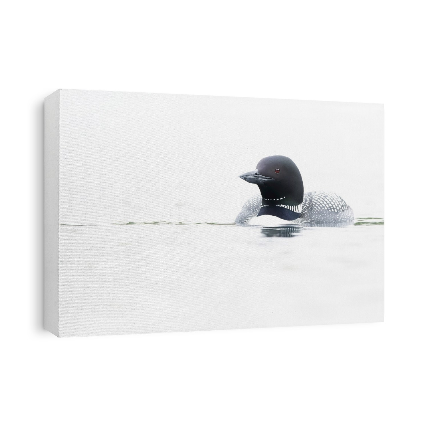 Common Loon (Gavia immer) in breeding plumage on the water; Whitehorse, Yukon, Canada