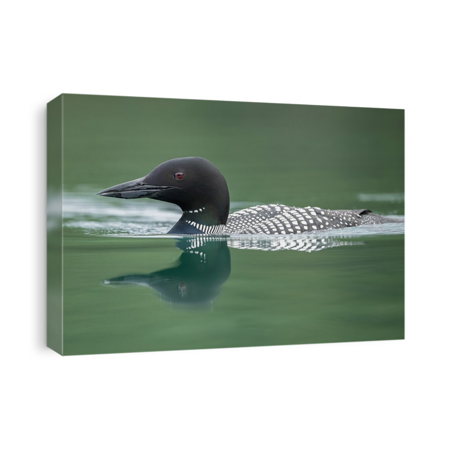 Common Loon (Gavia immer), also known as the Great Norther Diver, swimming with it's reflection in the tranquil water; Whitehorse, Yukon, Canada