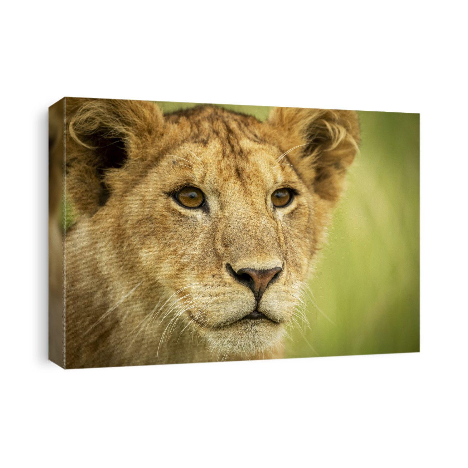 Close-up of lion cub (Panthera leo) head and shoulders, Grumeti Serengeti Tented Camp, Serengeti National Park; Tanzania