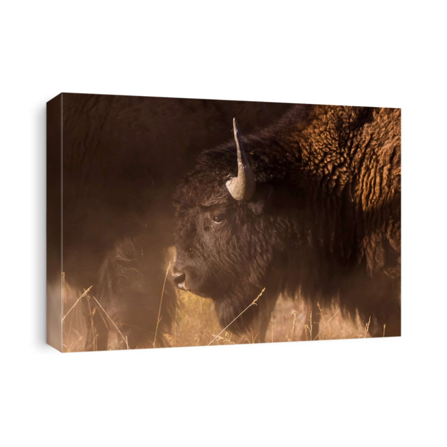Wild bisons in fight at Grand Tetons national park