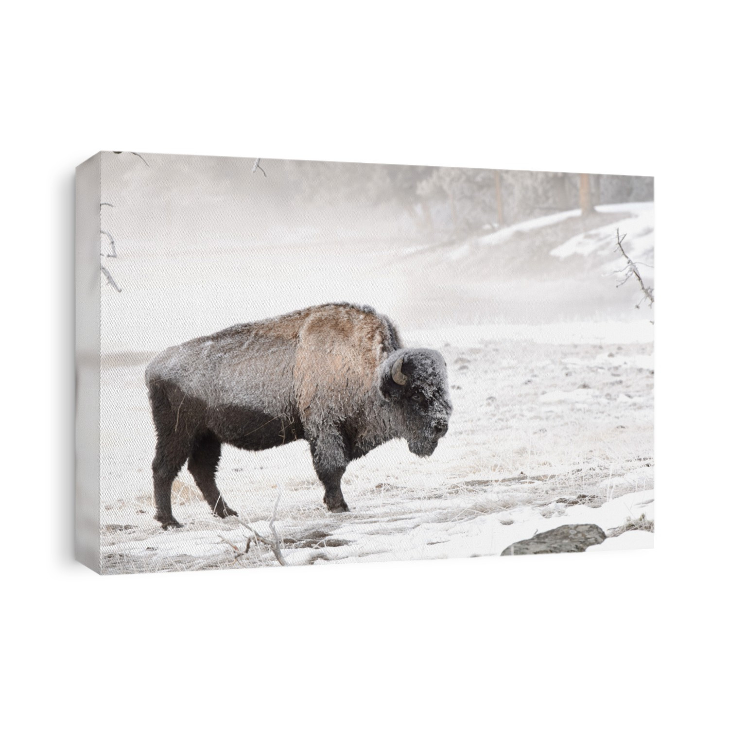 Bison In the Morning Frost - (Bison bison) 