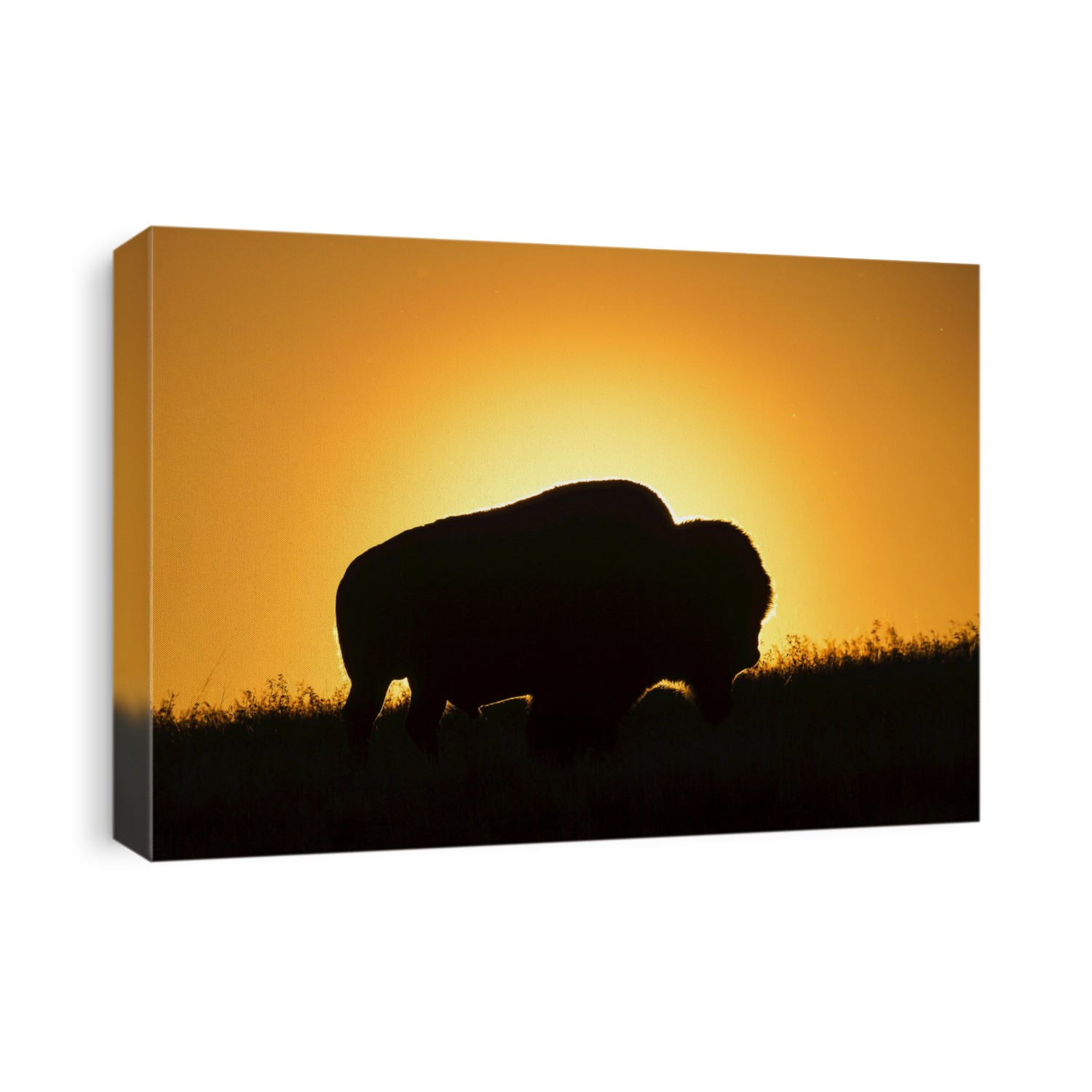 Silhouette Of A Bison At Sunset, Grasslands National Park; Saskatchewan, Canada