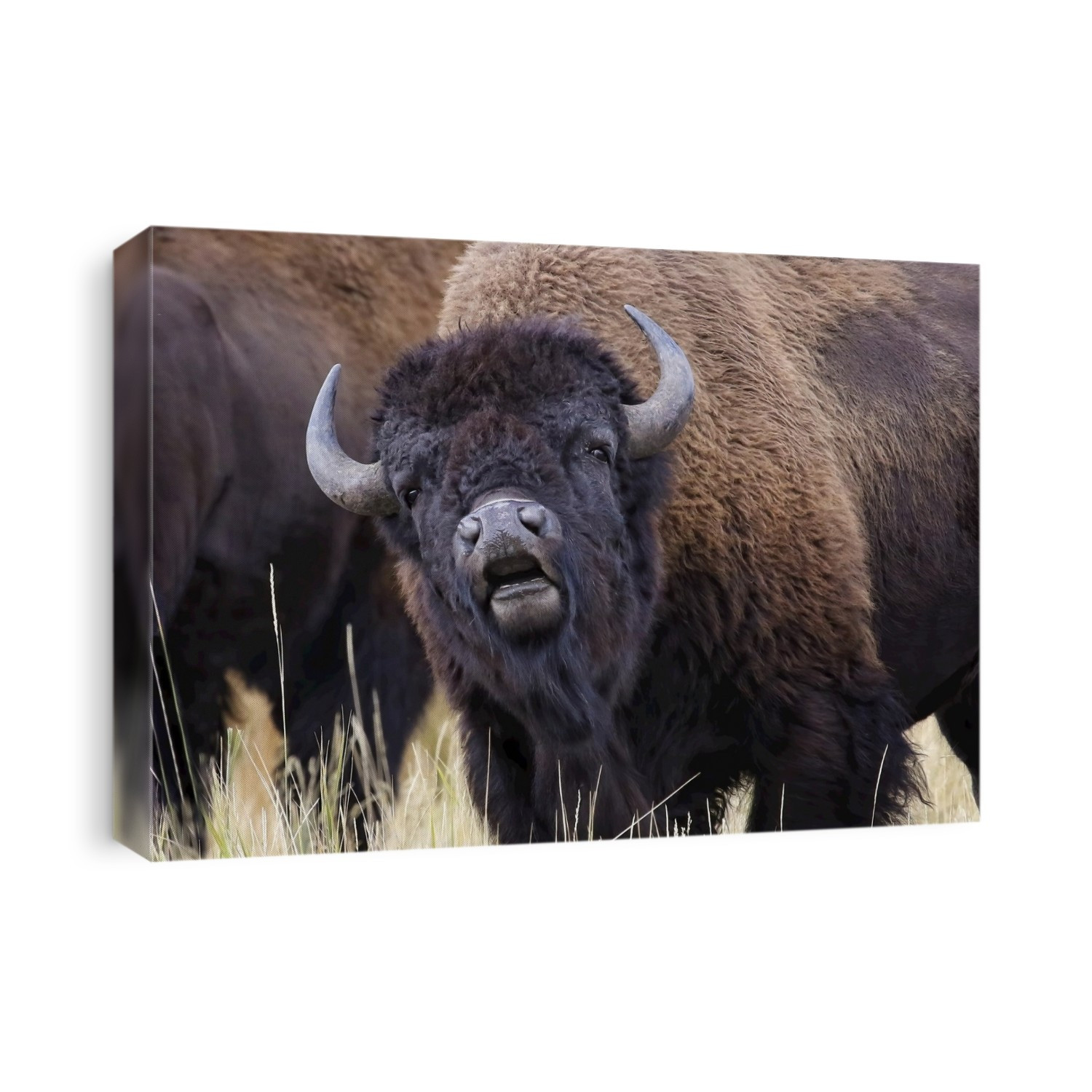 Bison (Bison bison) portrait, Grand Teton National Park; Wyoming, United States of America