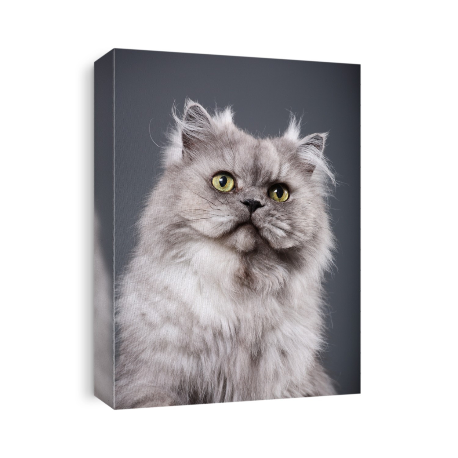 Beautiful gray Persian cat