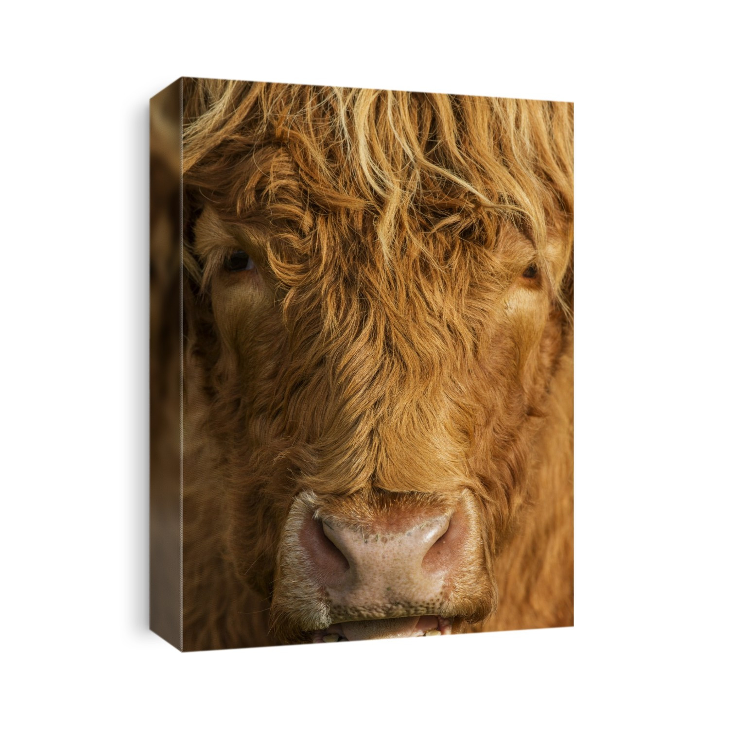 Highland cattle (Bos taurus). Also known as the Hairy cow, this is a Scottish breed of cattle used for habitat management. Its long, thick coat provides protection from the harsh weather of the Scottish Highlands, where the species originates. Photographed on the Isle of Skye, Scotland, UK.