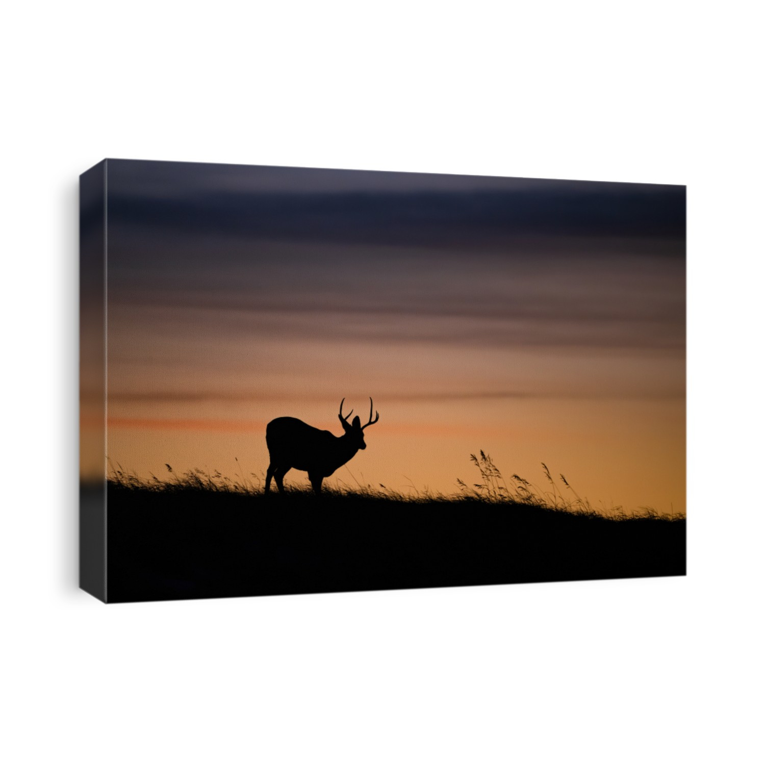 Mule deer silhouette in banff Canada 