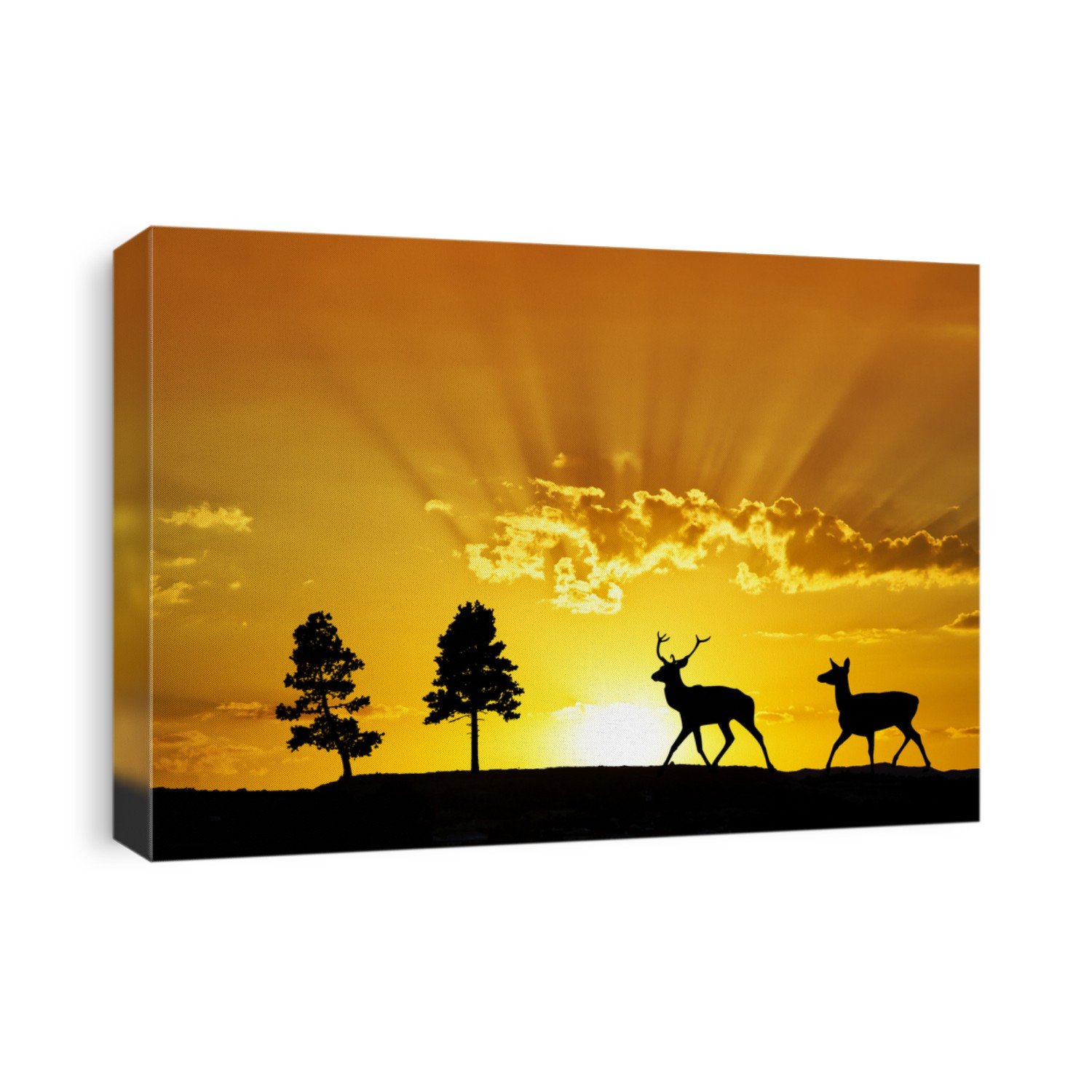 deer wandering through the sun