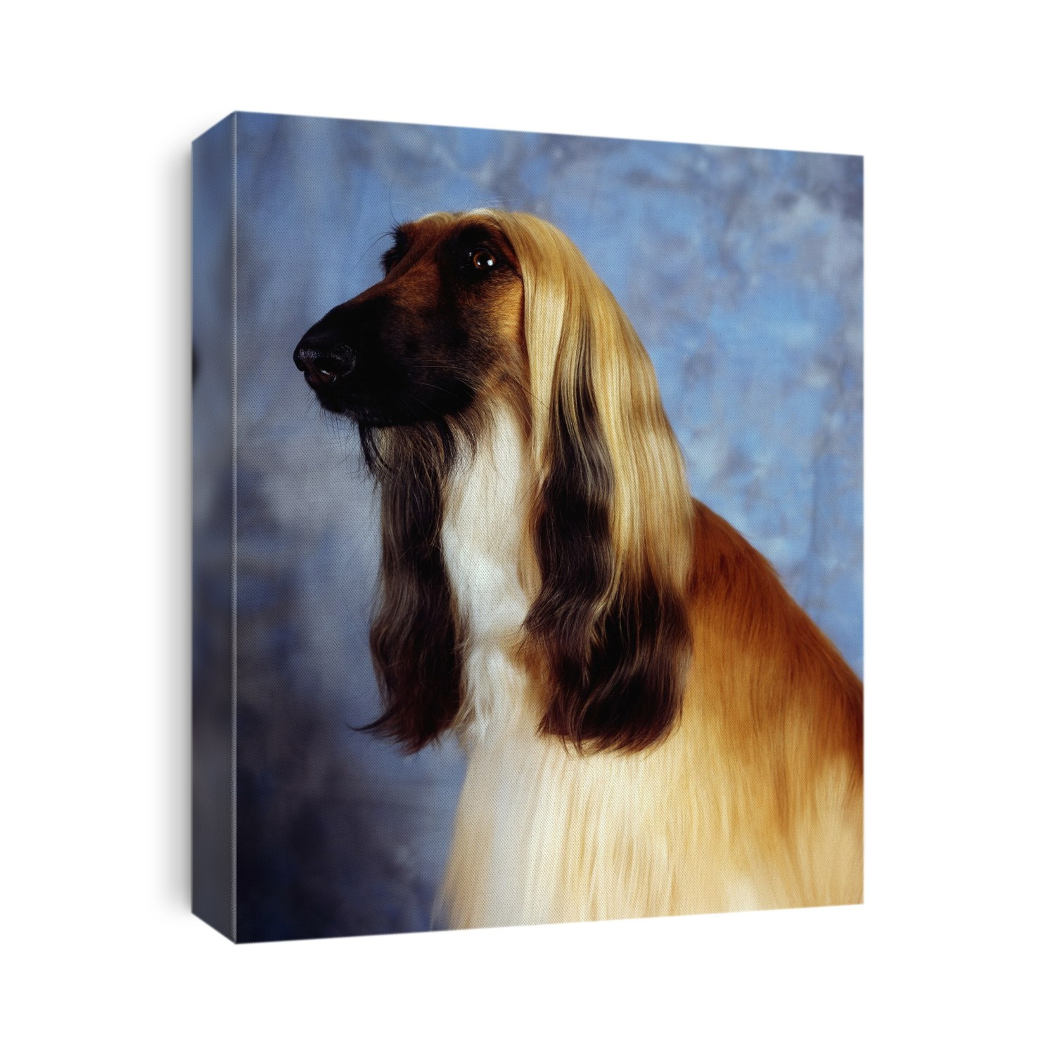 Afghan Hound