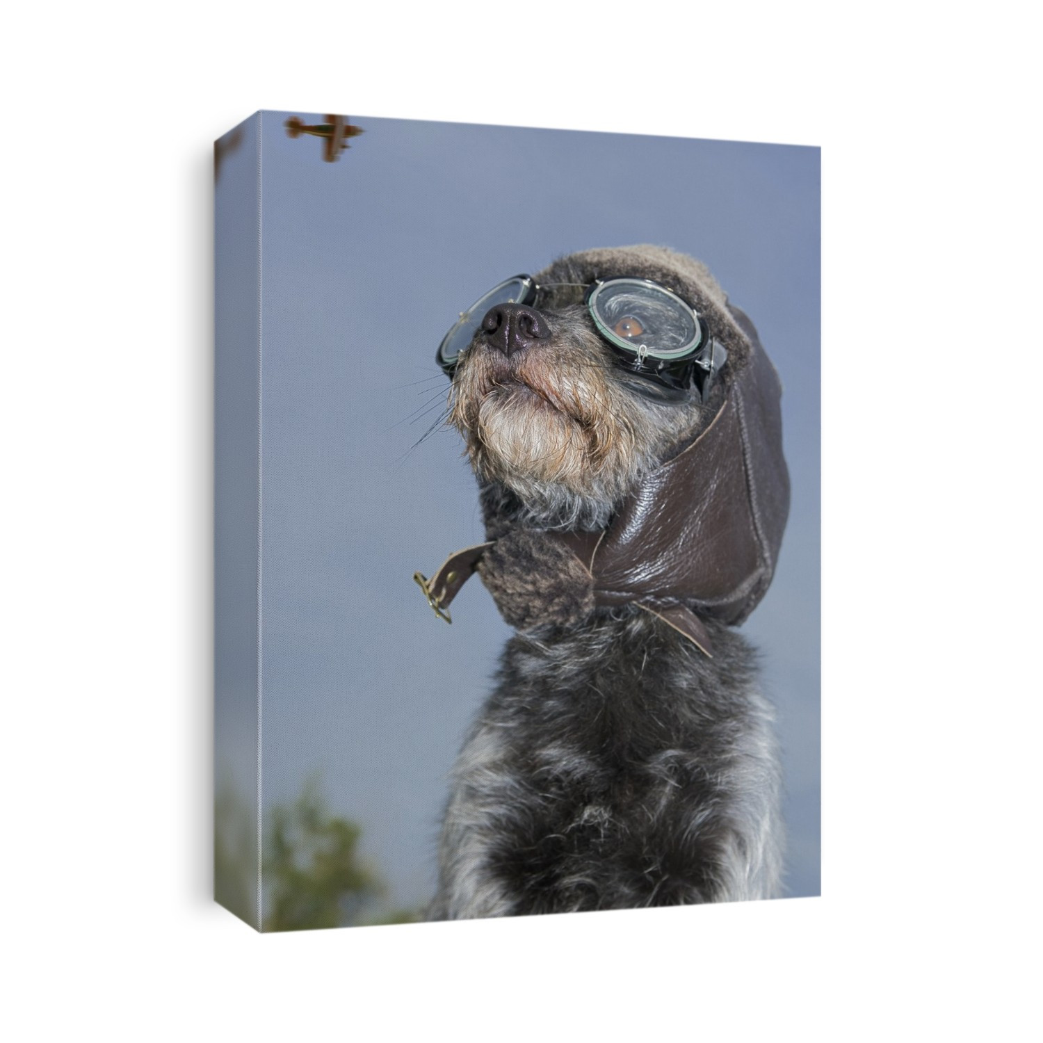 Mixed Breed Dog Dressed In Leather Cap And Aviator Glasses Looking Skyward, Canada, Alberta