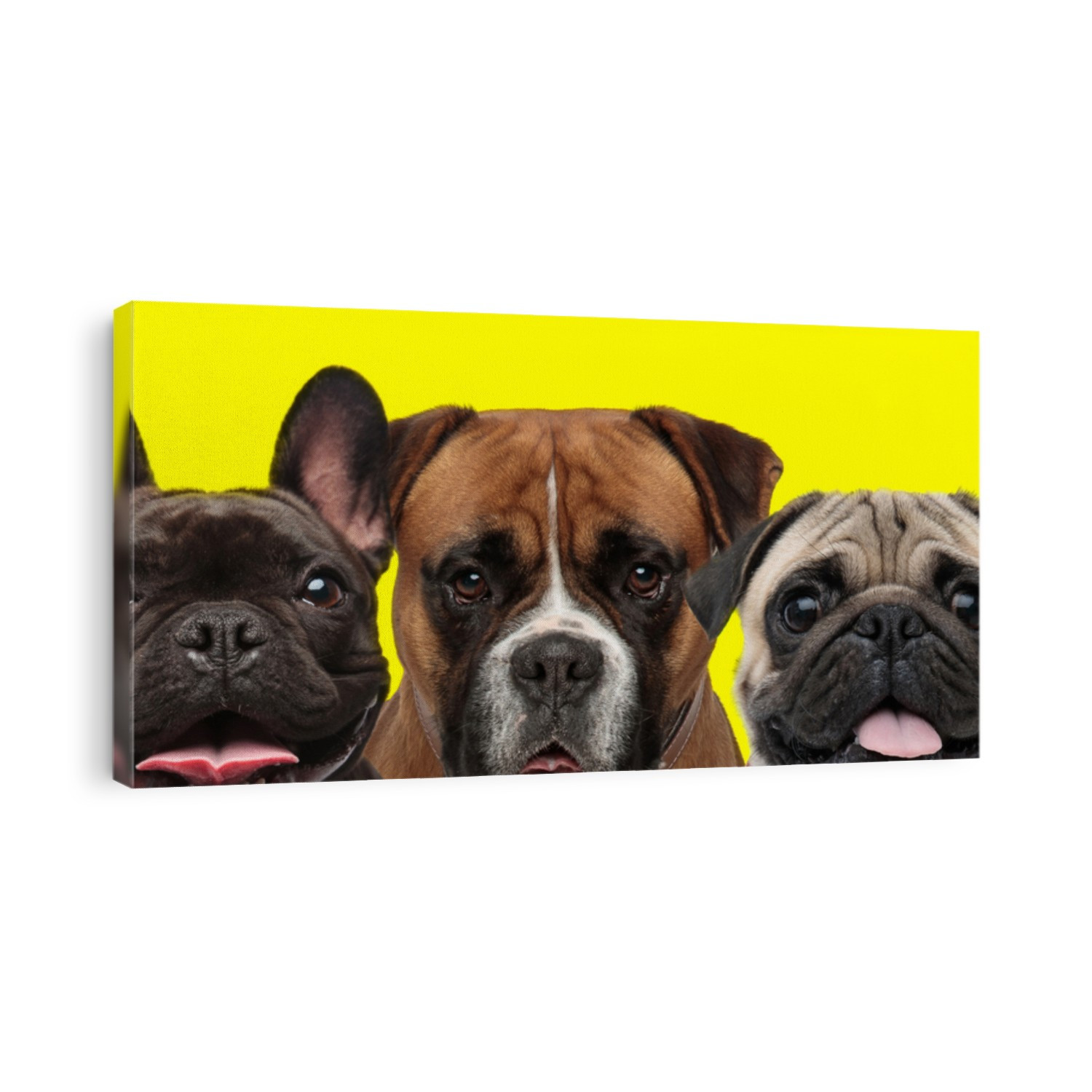 excited couple of 3 dogs consisting of a French Bulldog dog, Boxer dog and Pug dog arranged in line are having fun on yellow background