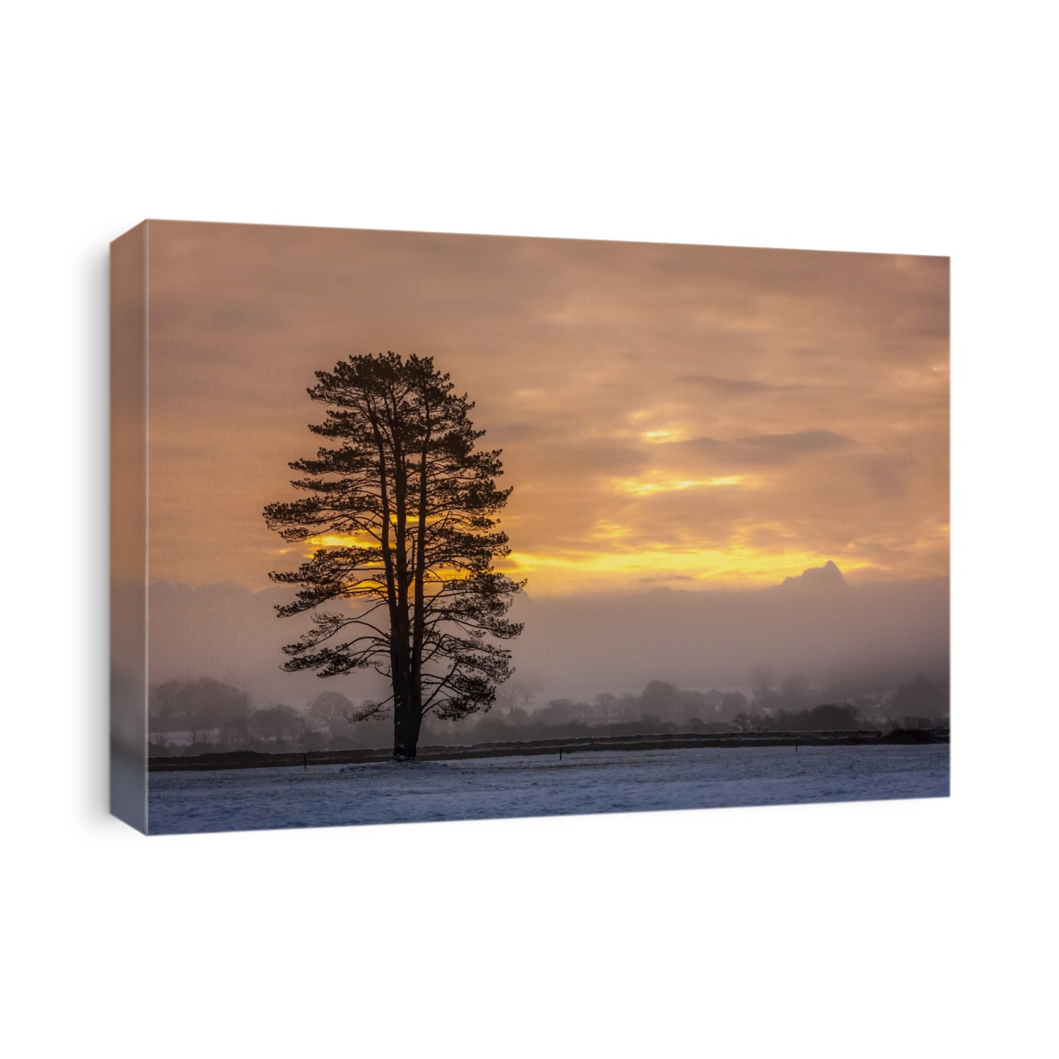 Silhouette of a tree in a snow-covered field at sunrise in winter; Rathcormac, County Cork, Ireland