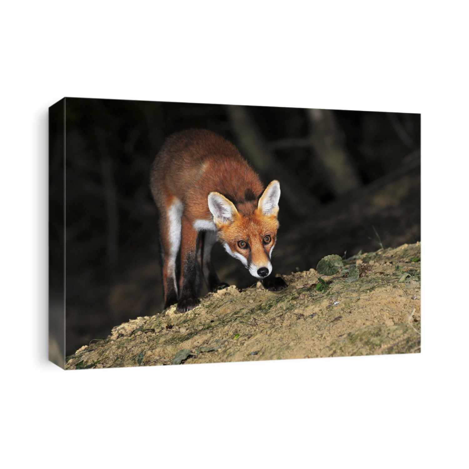 Juvenile red fox (Vulpes vulpes). This is a full-grown fox cub. Red foxes are found in North America, Eurasia and North Africa, and are the only native wild canids remaining in the UK and Ireland. They feed on a wide range of foods, from rodents and birds to insects, eggs and fruit, and in urban areas they often scavenge from dustbins. Photographed in August, in Dorset, UK.