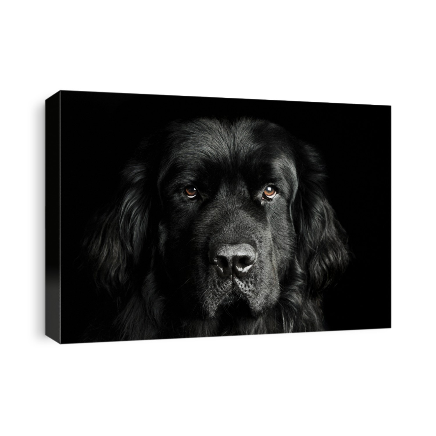 Newfoundland dog portrait