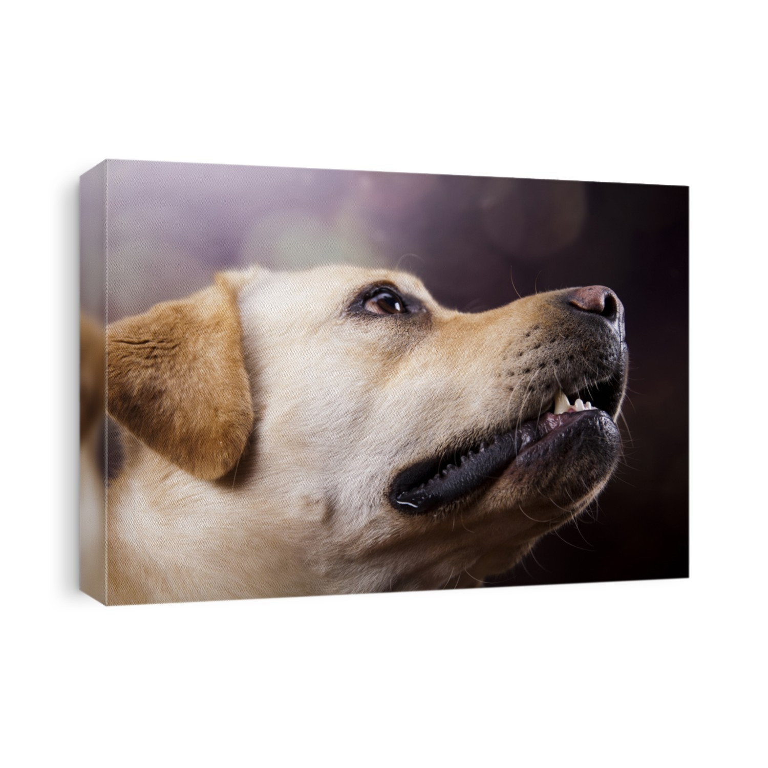 Labrador Retriever dog 