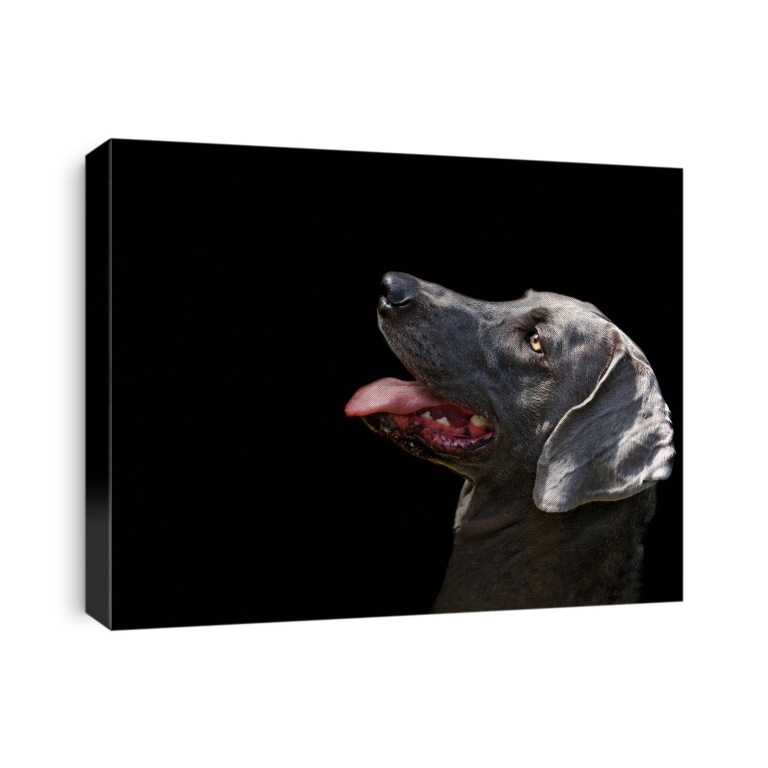 Beautiful portrait of a weimaraner dog on Black