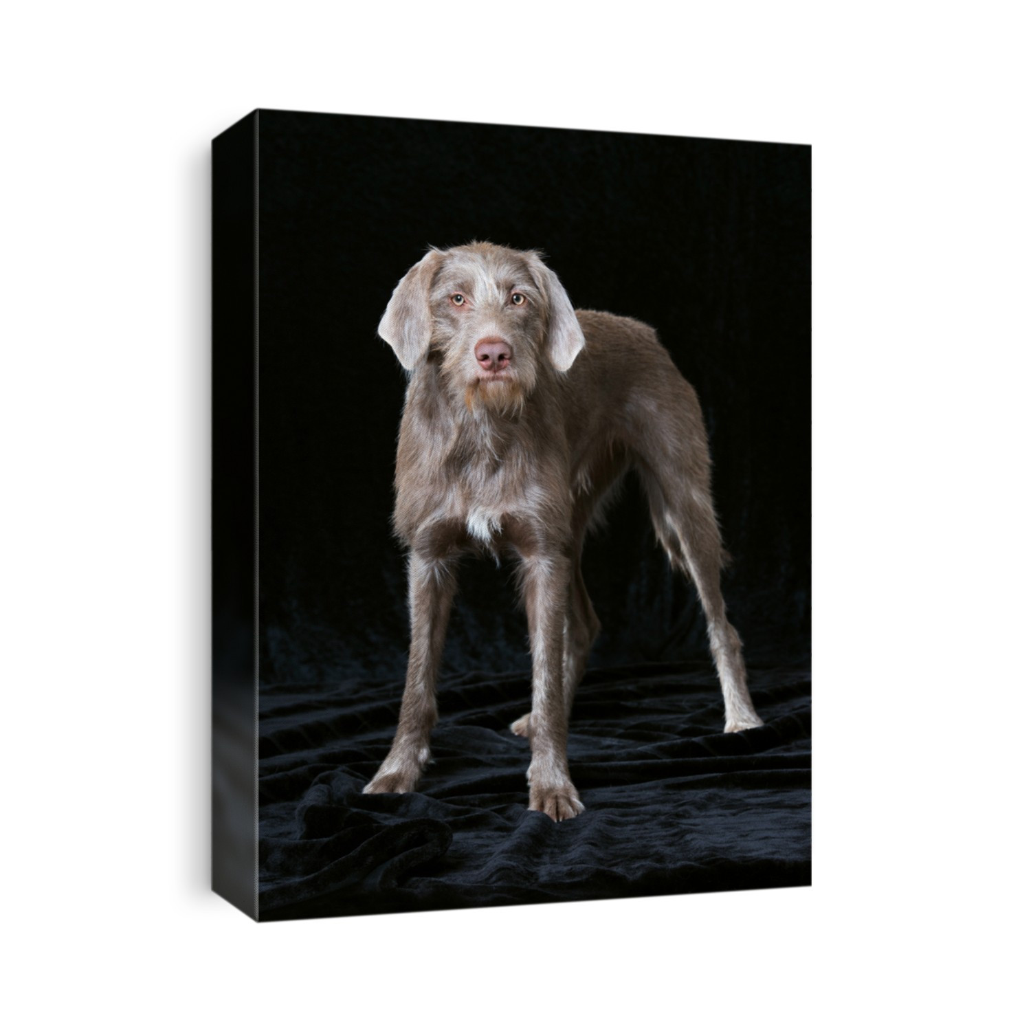 Hunting dog