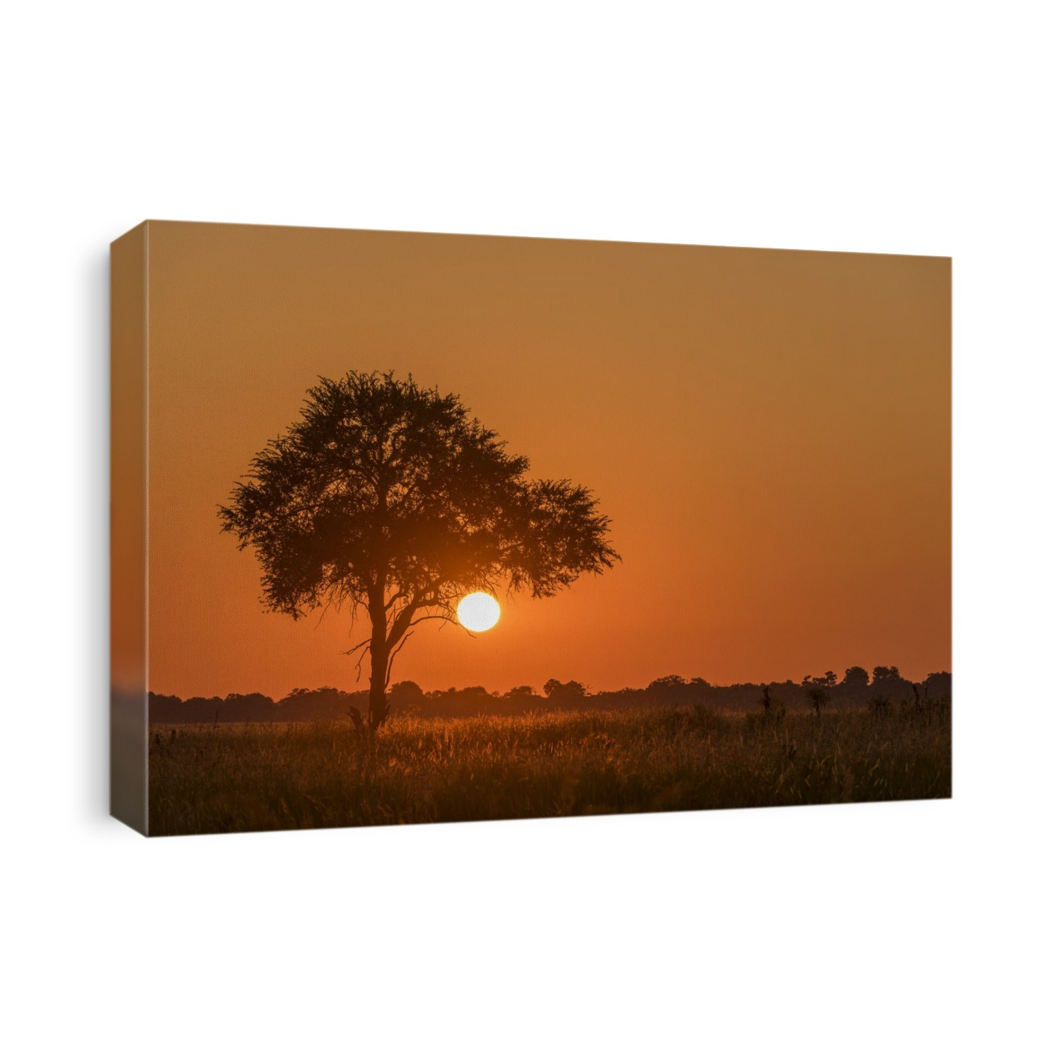 Backlit Grass And Silhouetted Tree At Sunset; Botswana