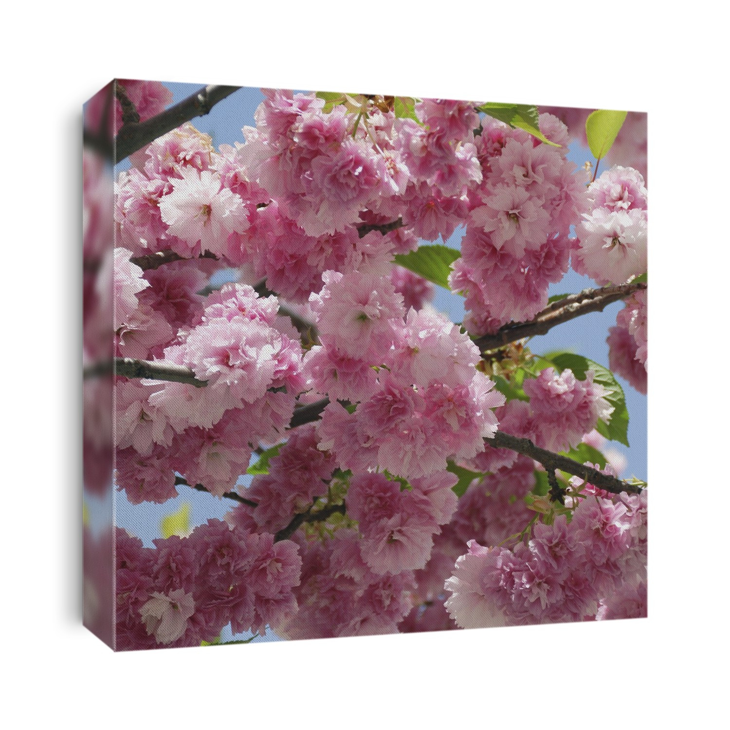 Cherry (Prunus serrulata 'Pink Perfektion') flowering in Spring.