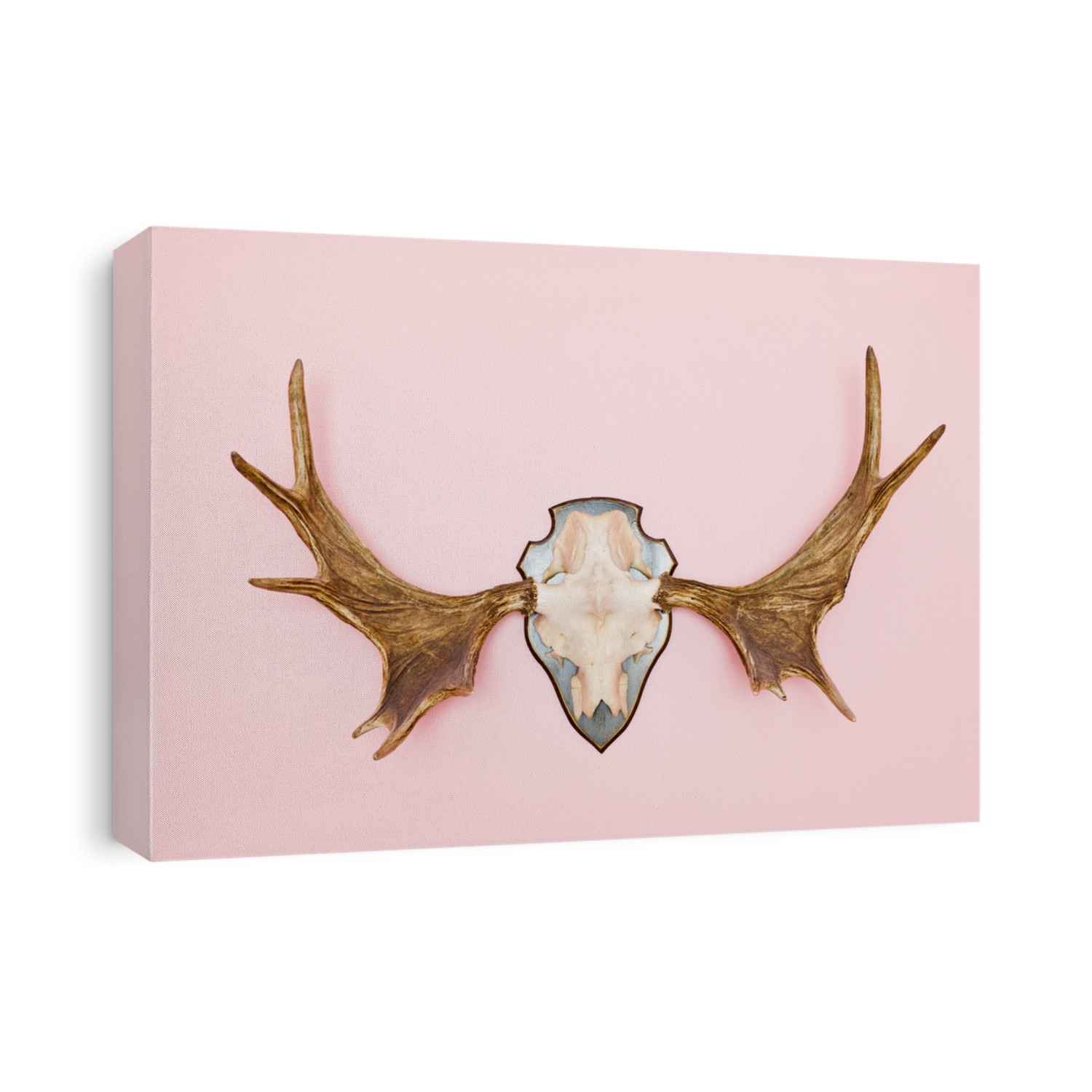 Moose Horn on Pink Background