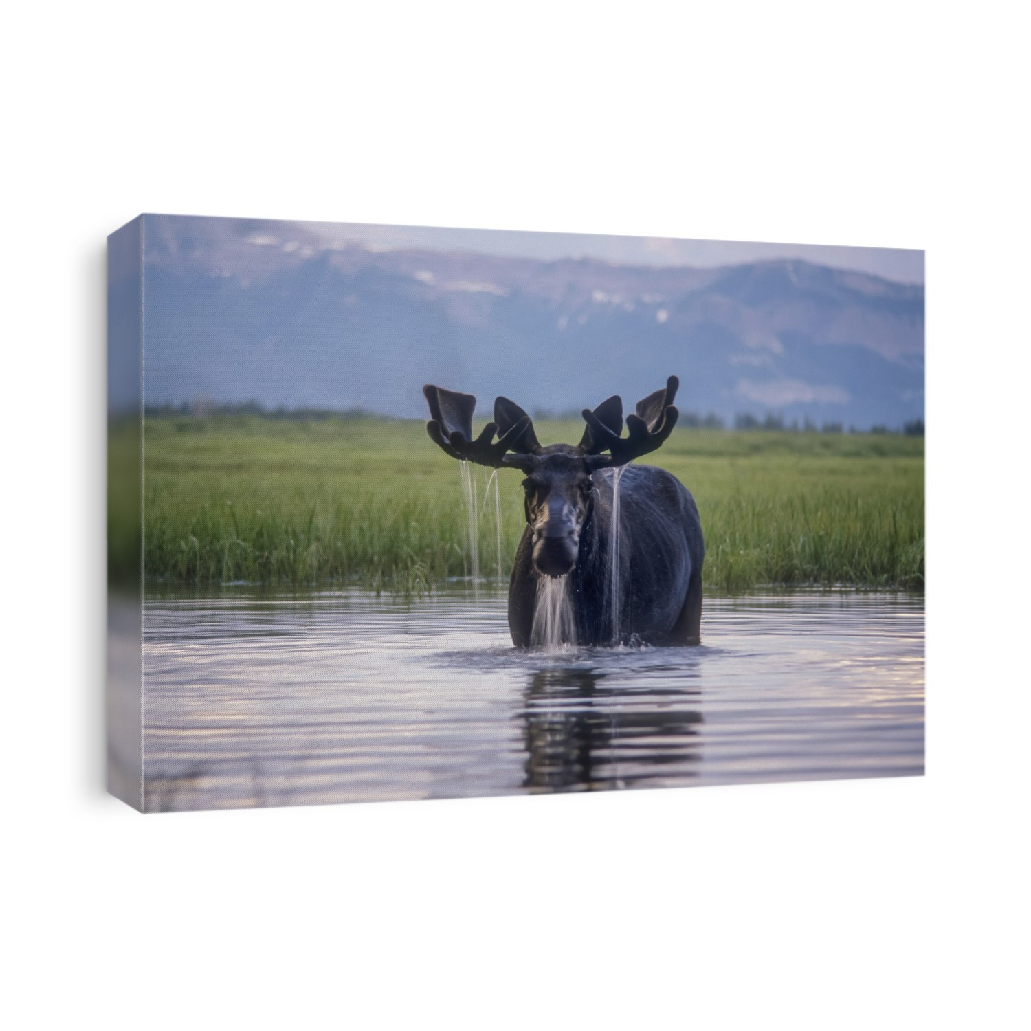 Water pours from the antlers of a bull moose (Alces alces) lifting his head from Beaverdam Creek in Yellowstone National Park; Wyoming, United States of America