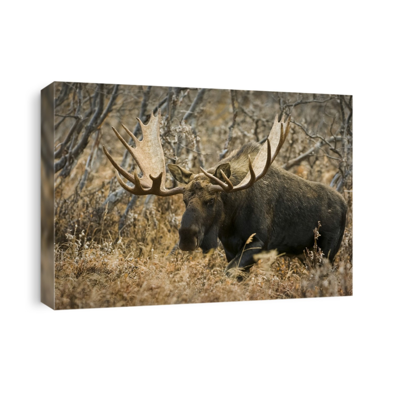 Bull Moose Walking Through Chugach State Park On The Anchorage Hillside In Southcentral Alaska