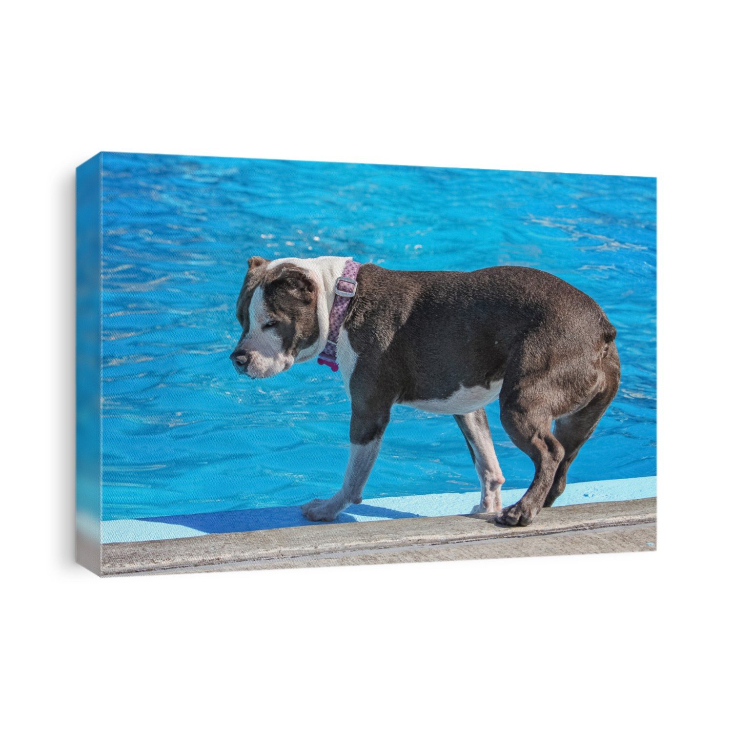  a dog having fun at a local public pool 