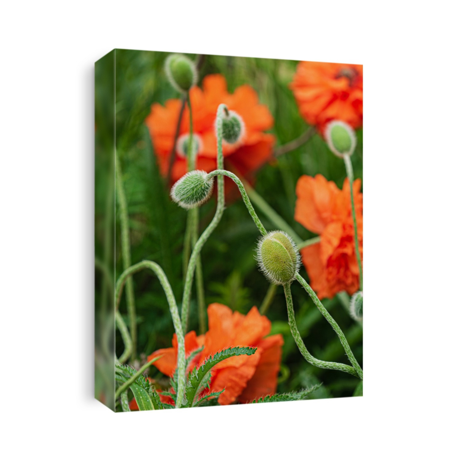 poppy flowers in the garden