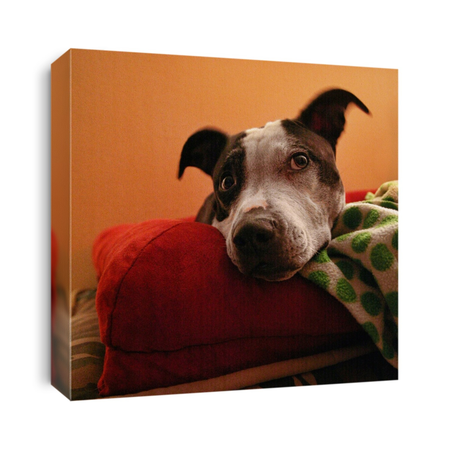 a pit bull resting in her bed