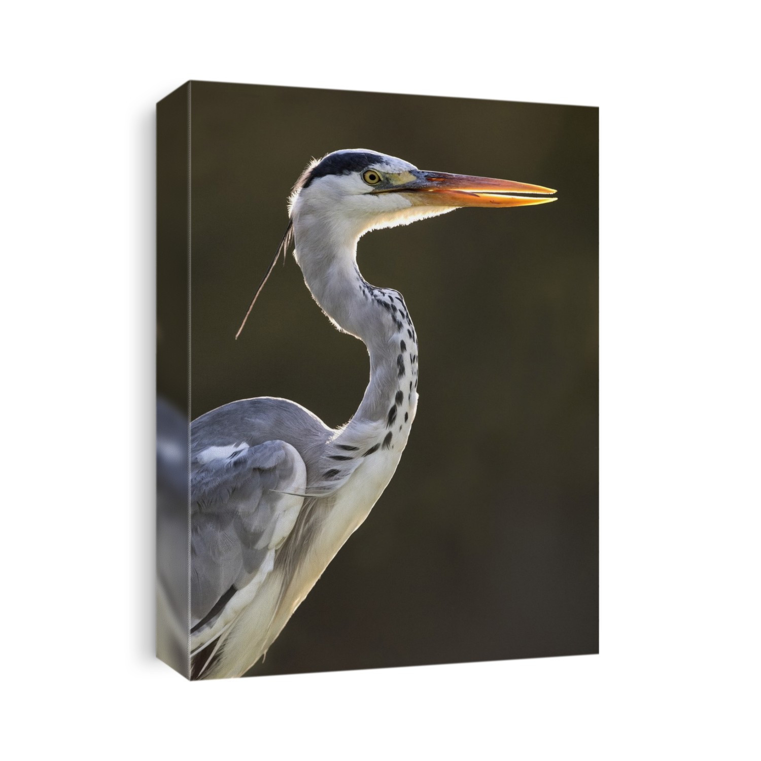 Grey heron (Ardea cinerea) portrait. This large bird hunts in lakes, rivers and marshes, catching fish or small animals with a darting strike of its head. It is found throughout Africa and Eurasia. Photographed in Kwa-Zulu Natal, South Africa.