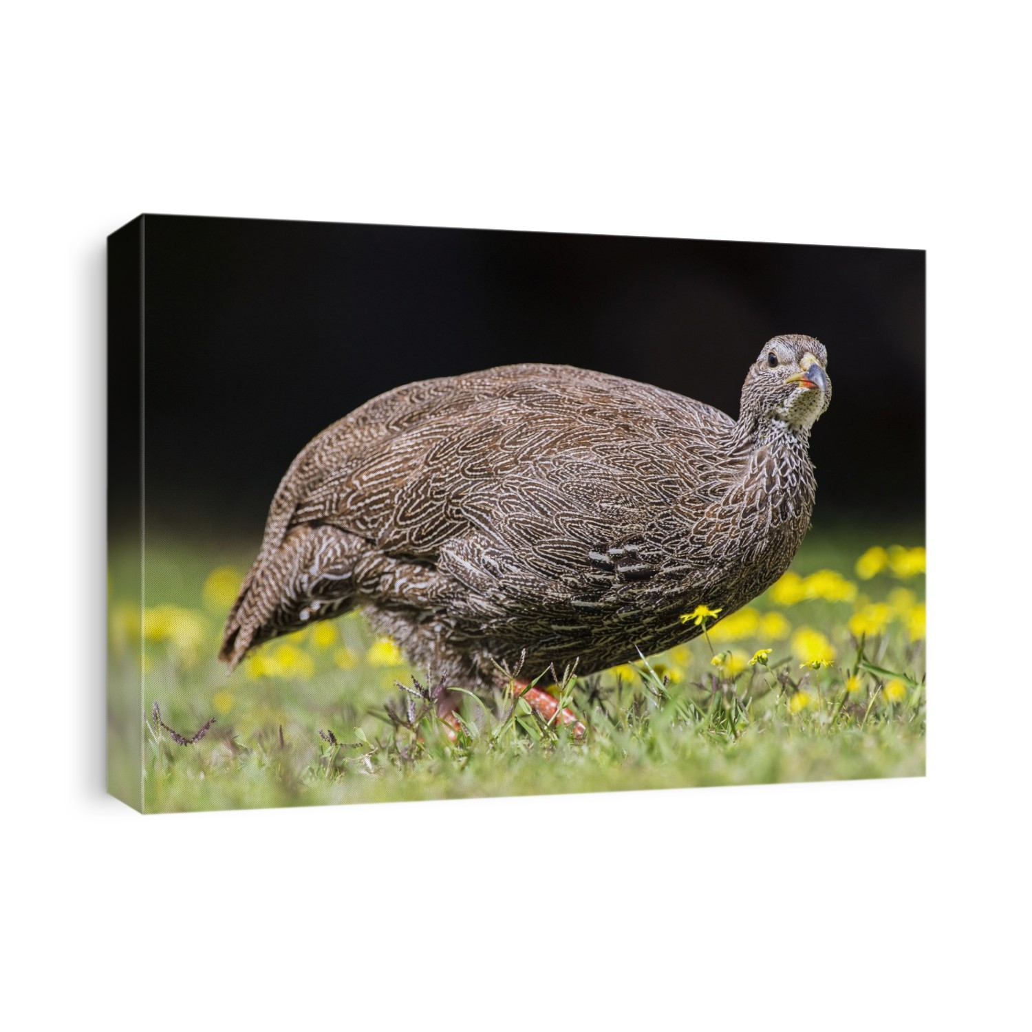 Cape spurfowl or cape francolin (Francolinus capensis) in a field. Photographed in De Hoop Nature Reserve, Western Cape, South Africa.