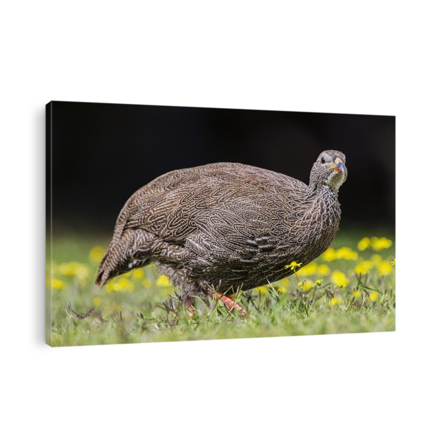Cape spurfowl or cape francolin (Francolinus capensis) in a field. Photographed in De Hoop Nature Reserve, Western Cape, South Africa.