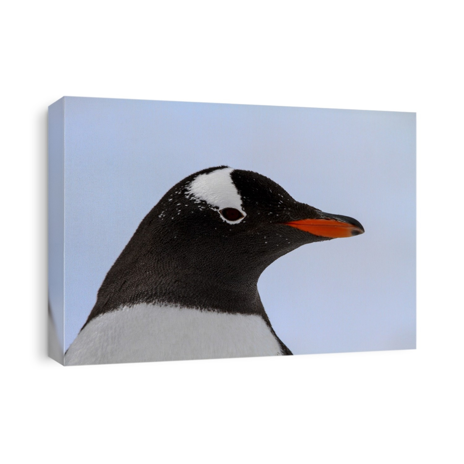closeup headshot of a Gentoo penguin (Pygoscelis papua). Gentoo penguins grow to lengths of 70 centimetres and live in large colonies on Antarctic islands. They feed on plankton, fish and cephalopods (such as squid), and have an elongated beak that allows them to take larger prey than any other penguin. Photographed at Neko Harbour, Antarctica